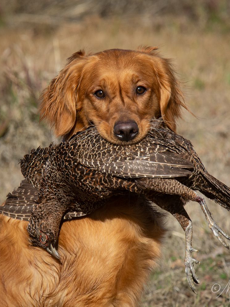 Golden retriever holding pheasant