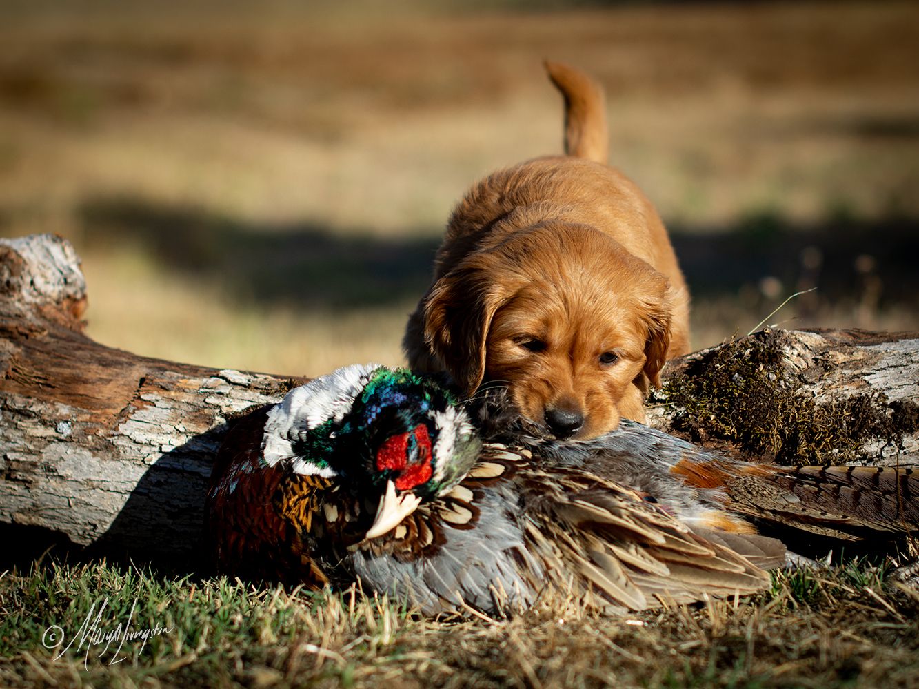 Puppy with pheasant.