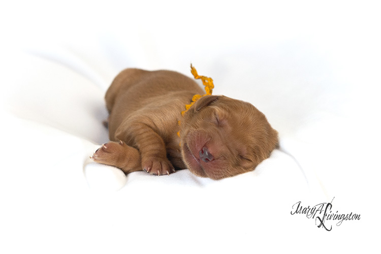 Newborn Redtail Golden Retriever puppy.