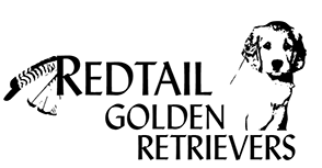 Redtail Golden Retrievers