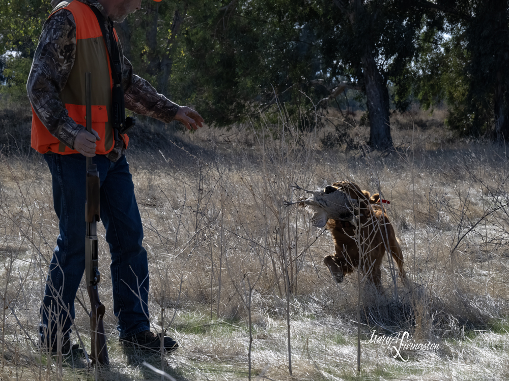 Redtail Golden Retriever fetching a pheasant.