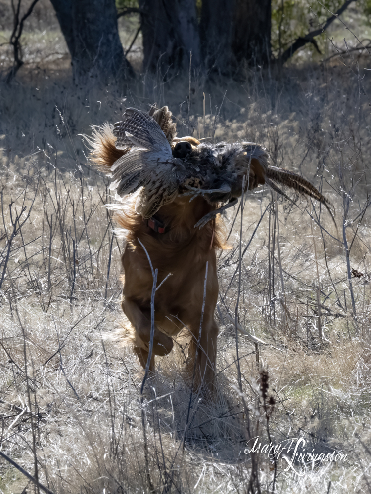 Redtail Golden Retriever fetching a pheasant.