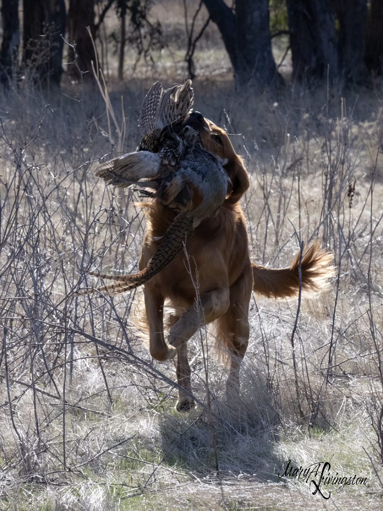 Redtail Golden Retriever fetching a pheasant.