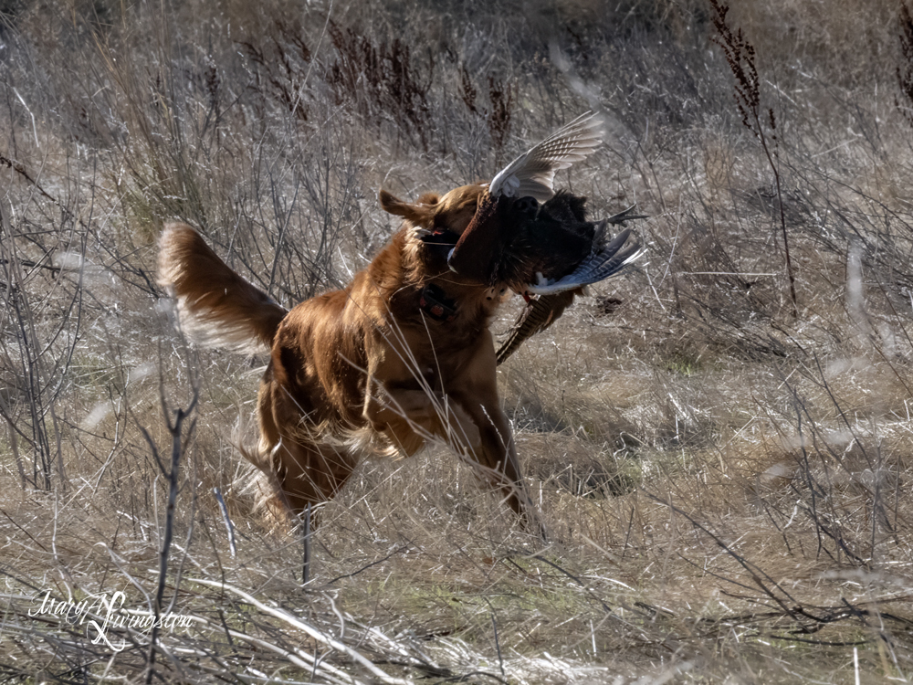 Redtail Golden Retriever fetching a pheasant.