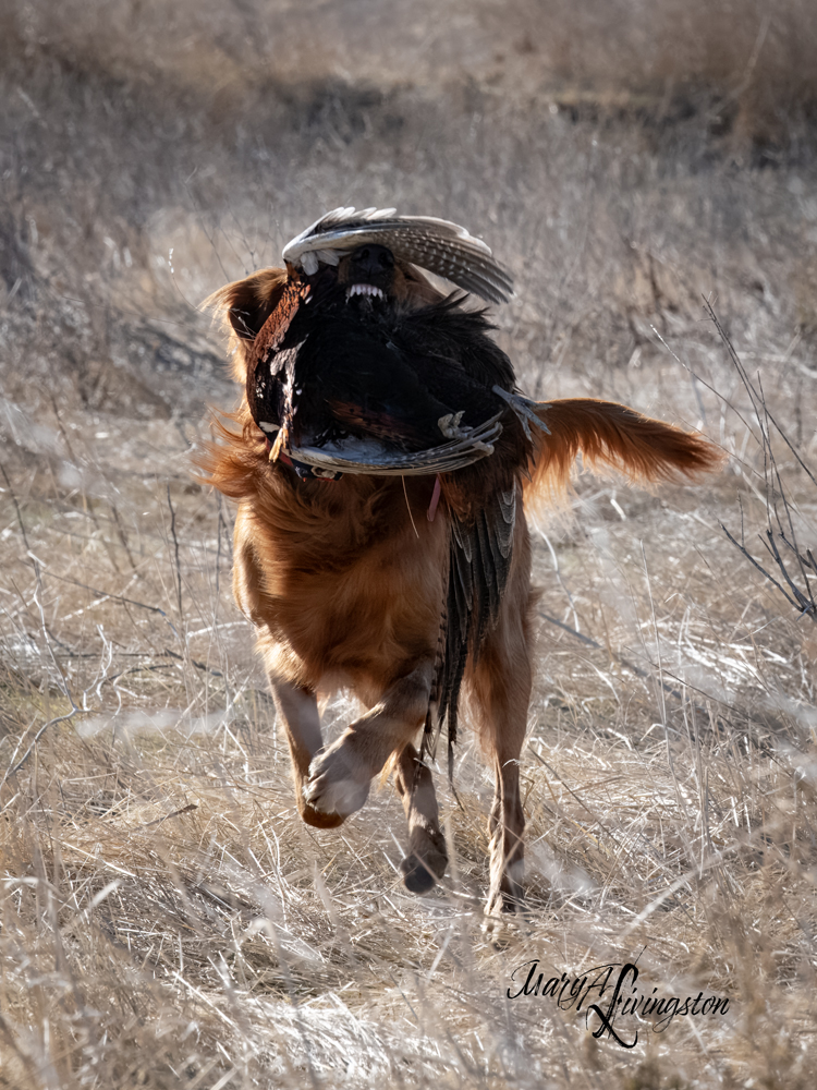 Redtail Golden Retriever fetching a pheasant.