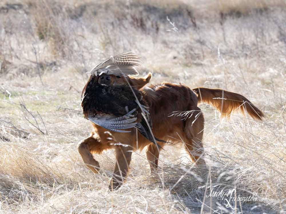 Redtail Golden Retriever fetching a pheasant.