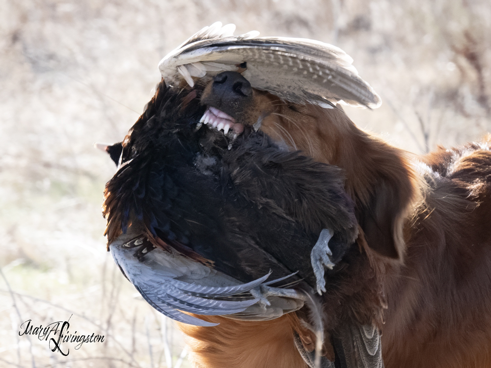 Redtail Golden Retriever fetching a pheasant.