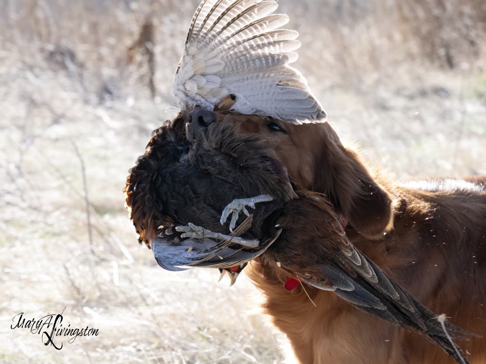 Redtail Golden Retriever fetching a pheasant.