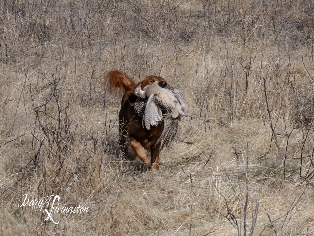 Redtail Golden Retriever fetching a pheasant.