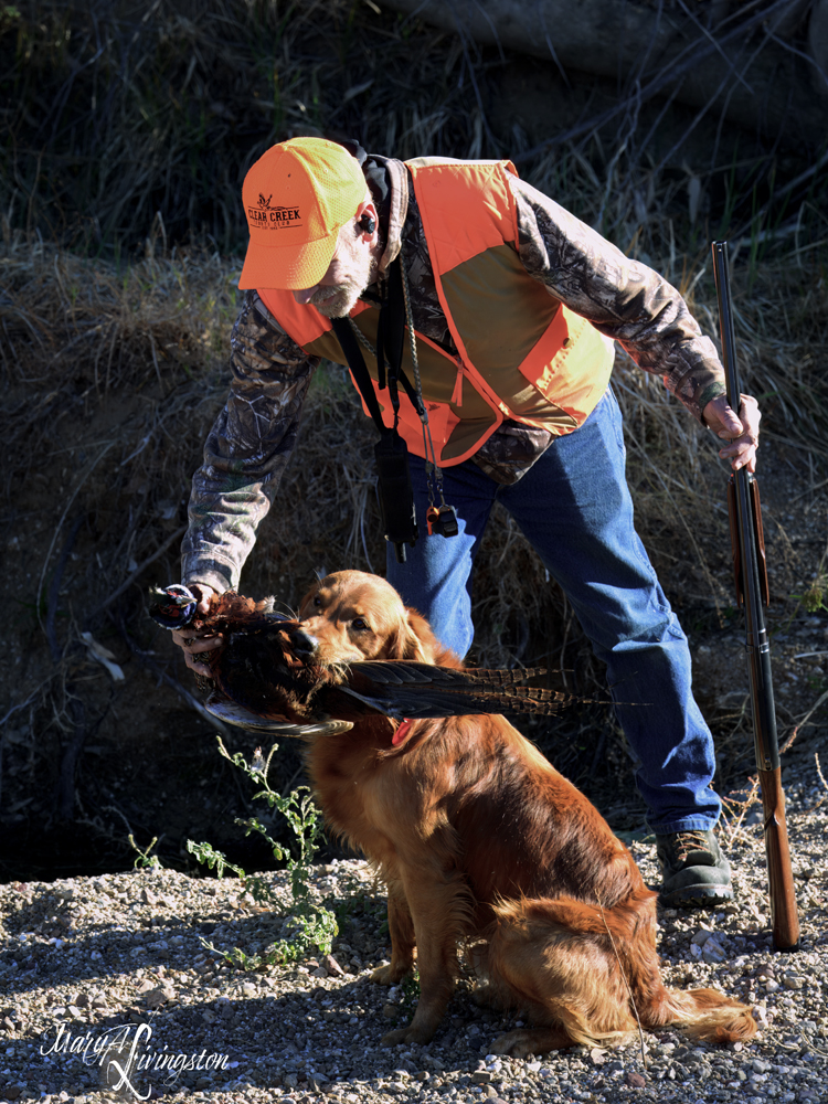 Redtail Golden Retriever fetching a pheasant.