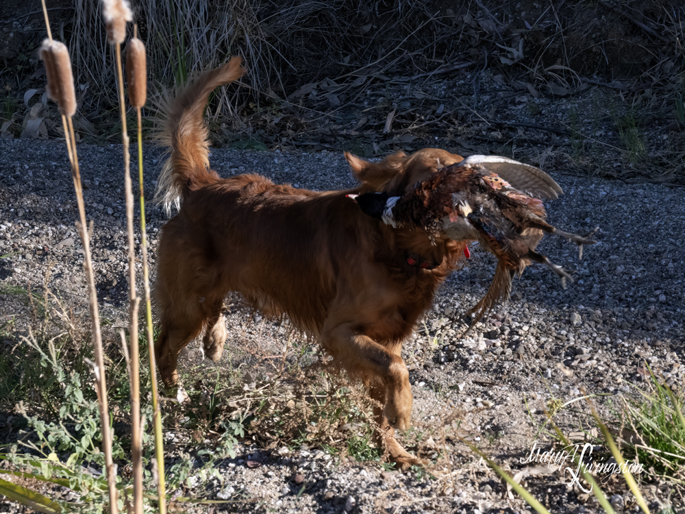 Redtail Golden Retriever fetching a pheasant.