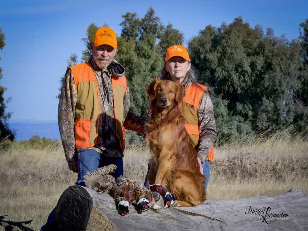 Redtail Golden Retriever after a pheasant hunt.