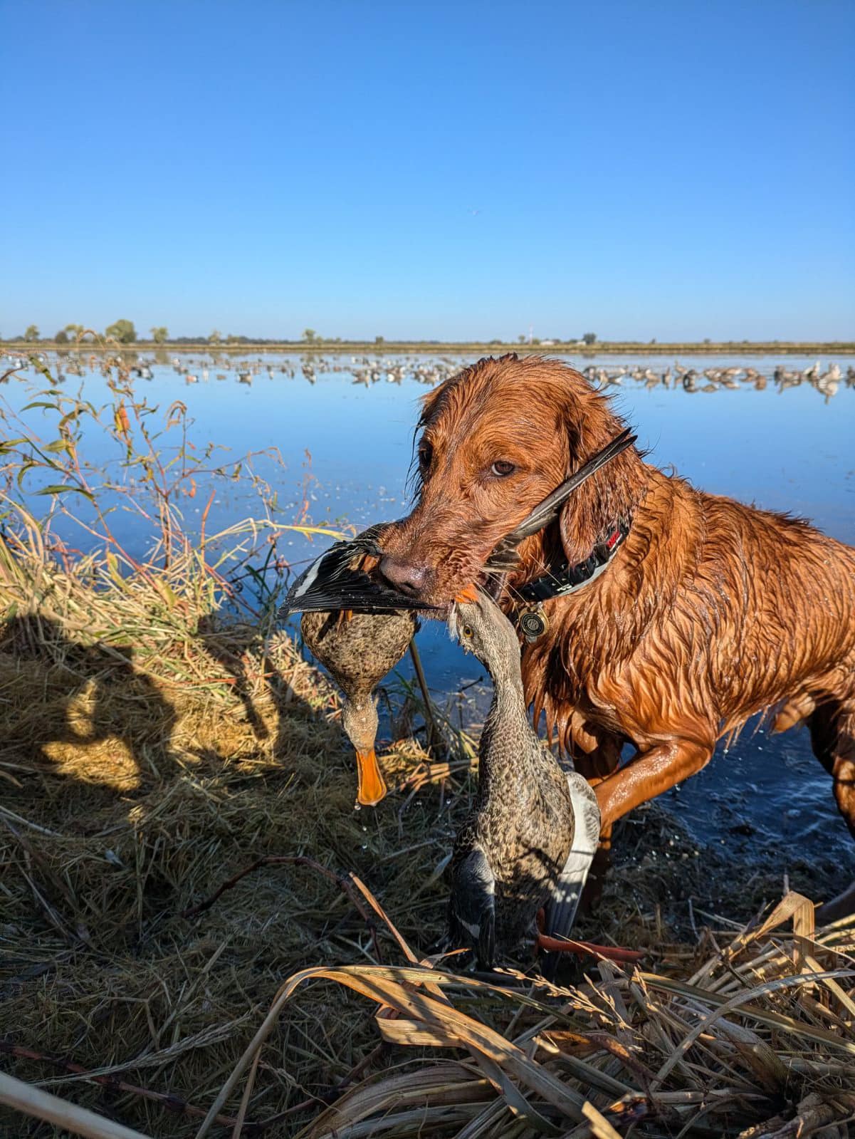 Redtail Golden retriever fetching ducks.