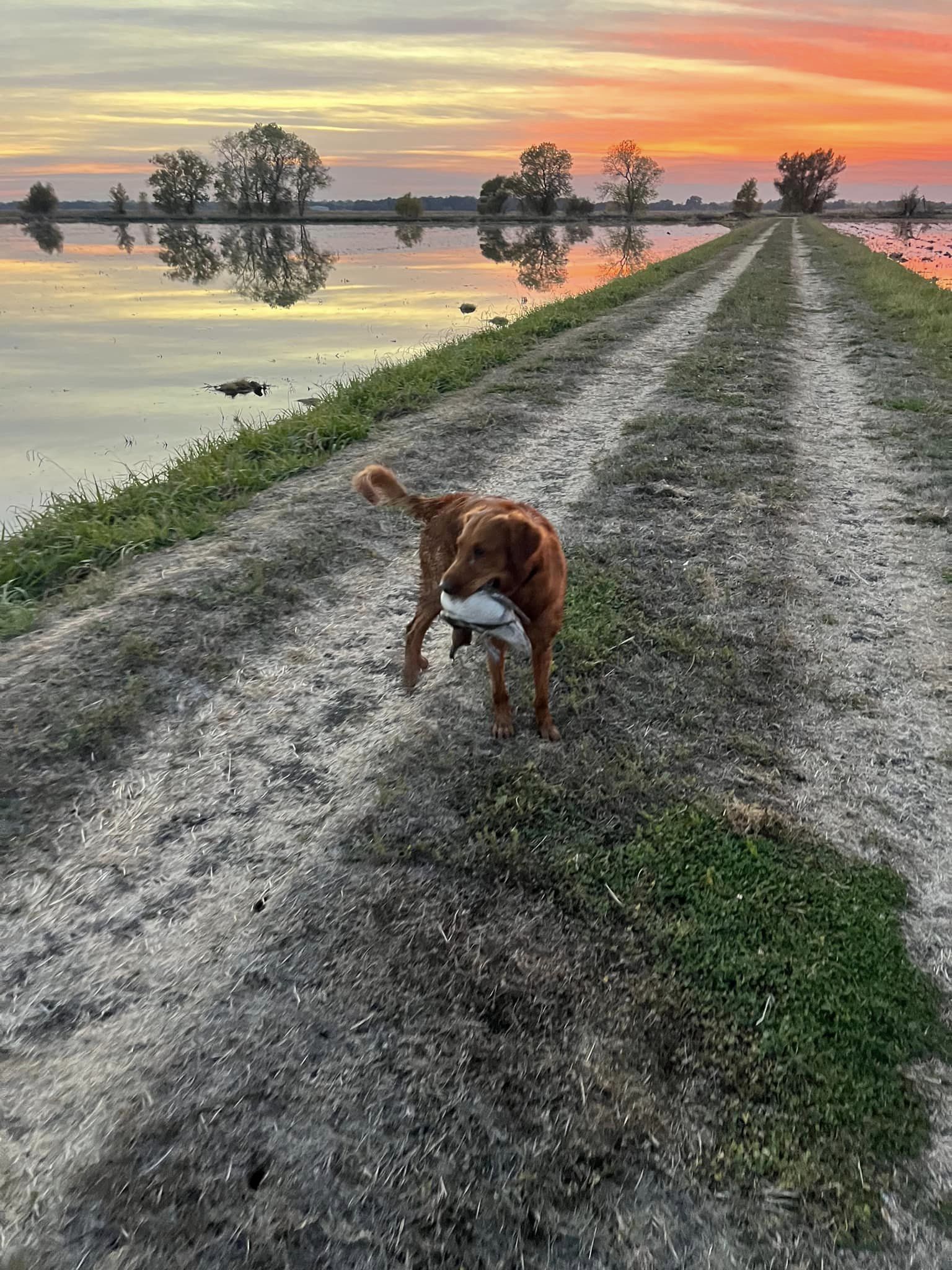 Ducks fetched by a Redtail golden retriever.