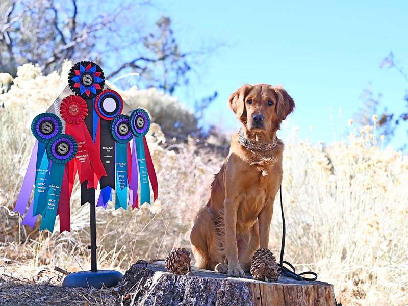 Star - dam of litter