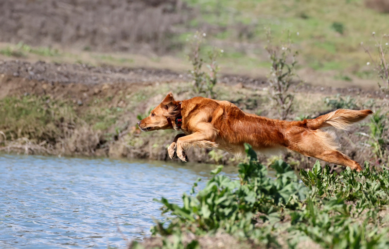 Star - dam of litter