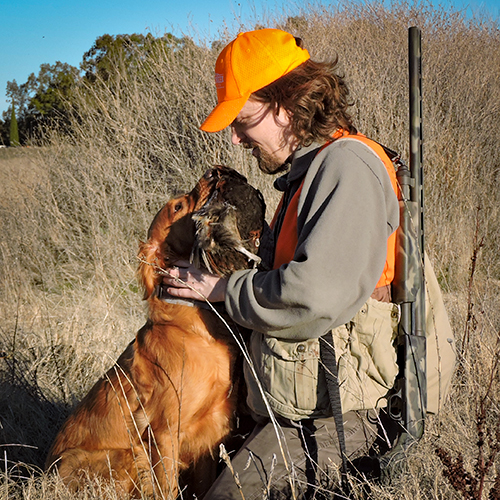 Golden retriever delivering a pheasant.
