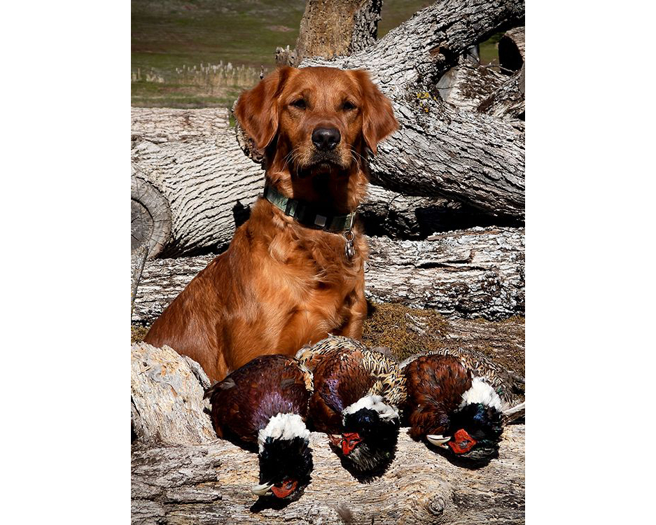 REDTAIL Hagen's Gingersnap JH - Star, posing with pheasants.