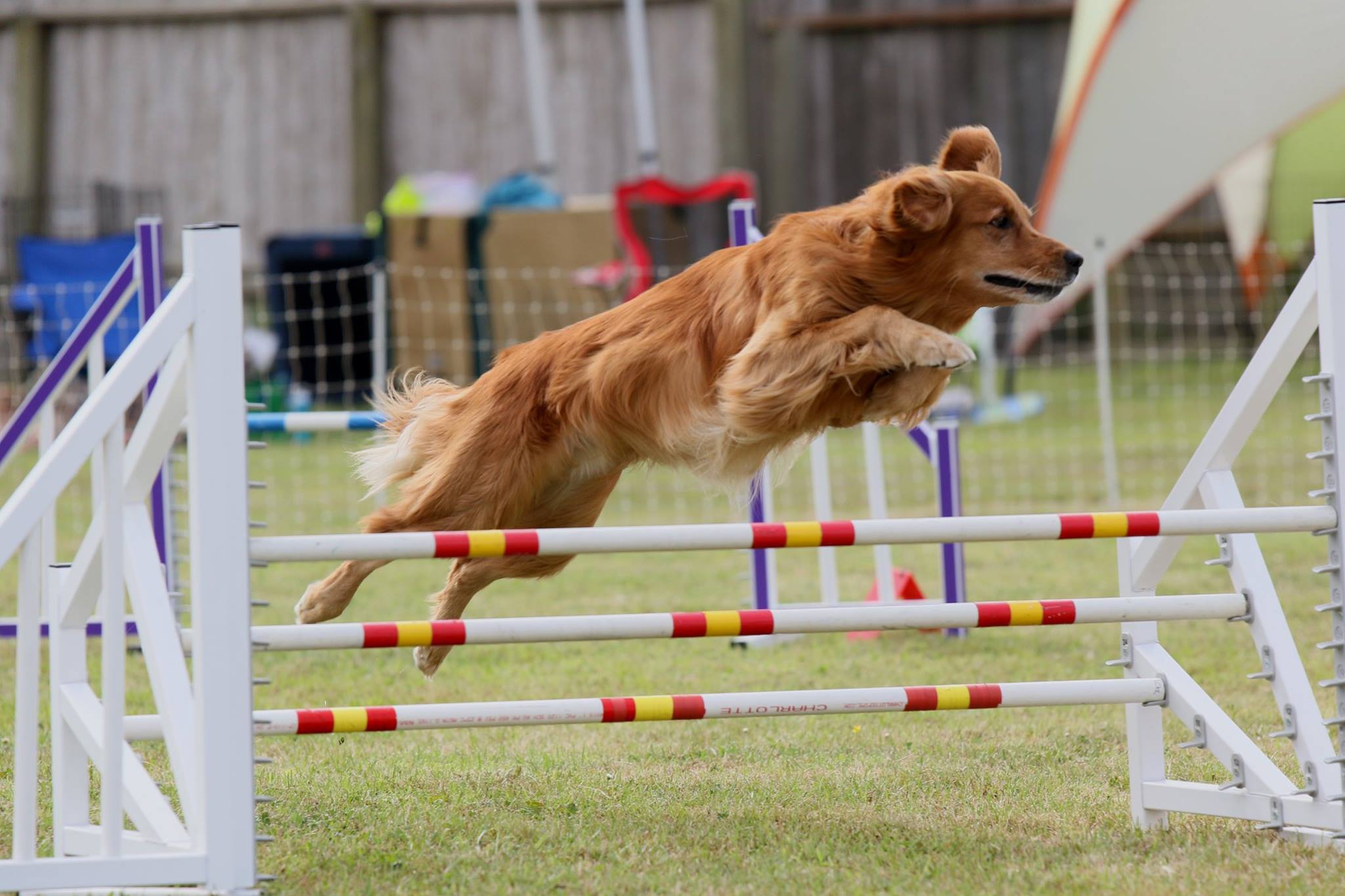 Golden 2024 retriever agility