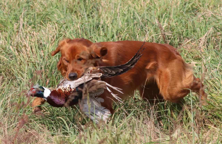Golden retriever fetching a pheasant.
