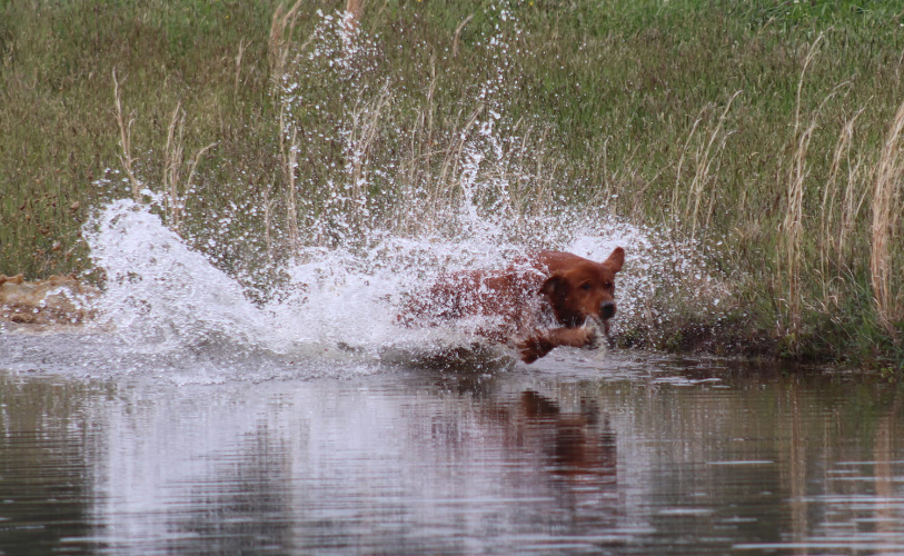 Golden retriever jumping in the water.