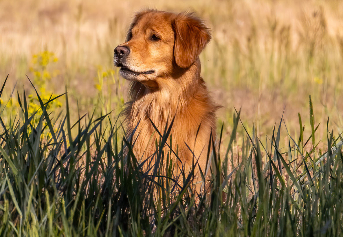 Tycho - sire to the litter.