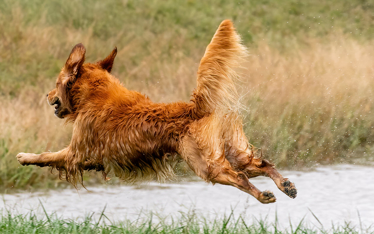 Tycho - sire to the litter.