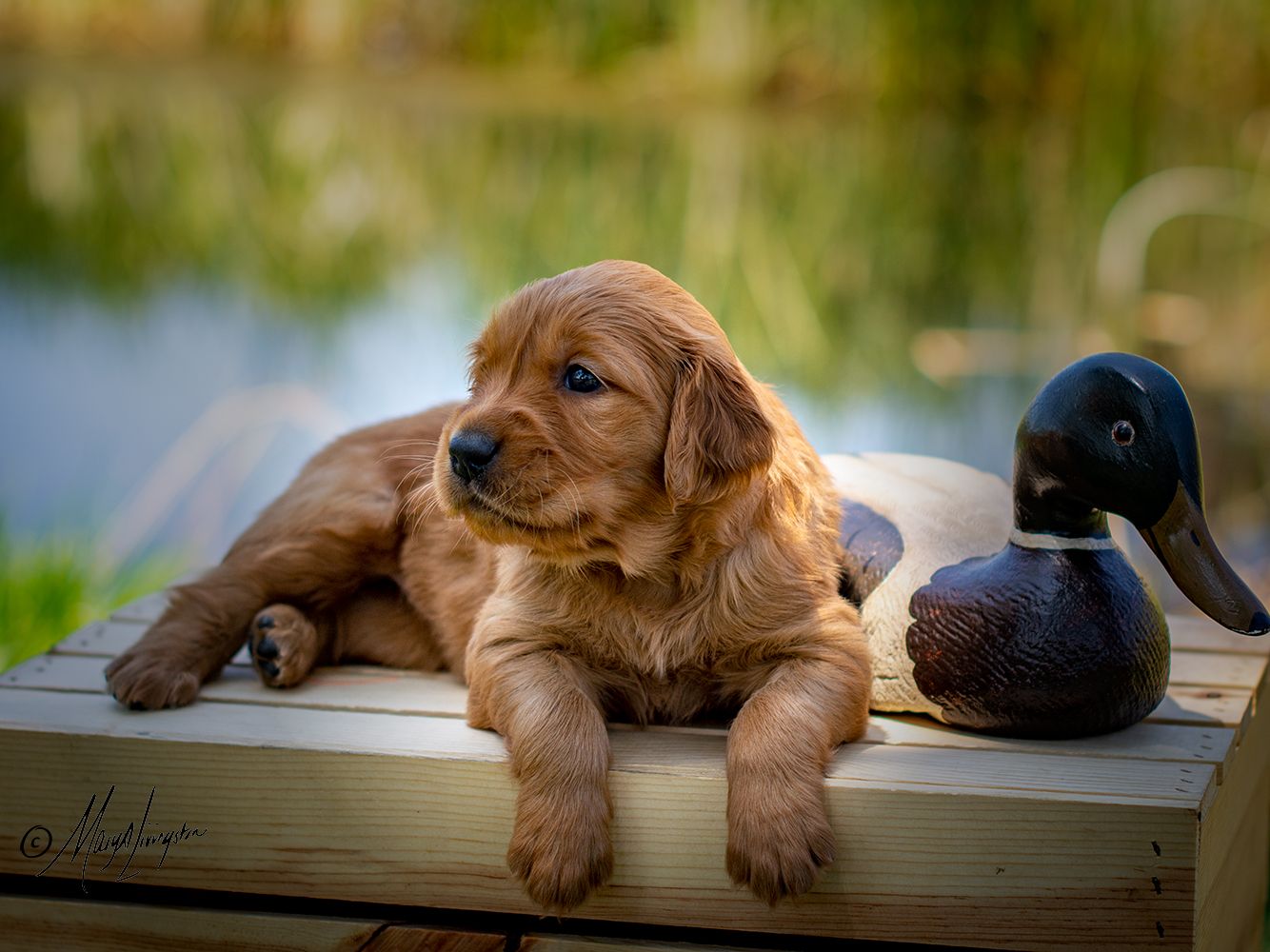 Redtail Saber Artoria as a puppy.