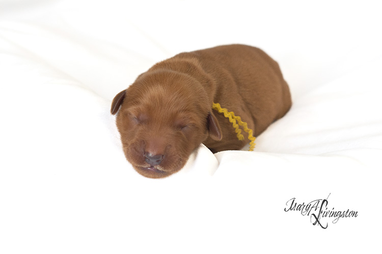 Newborn Redtail Golden Retriever puppy.