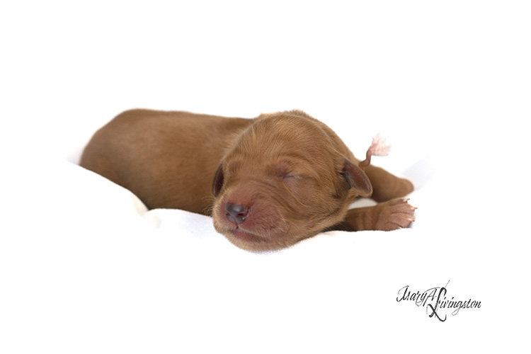 Newborn Redtail Golden Retriever puppy.