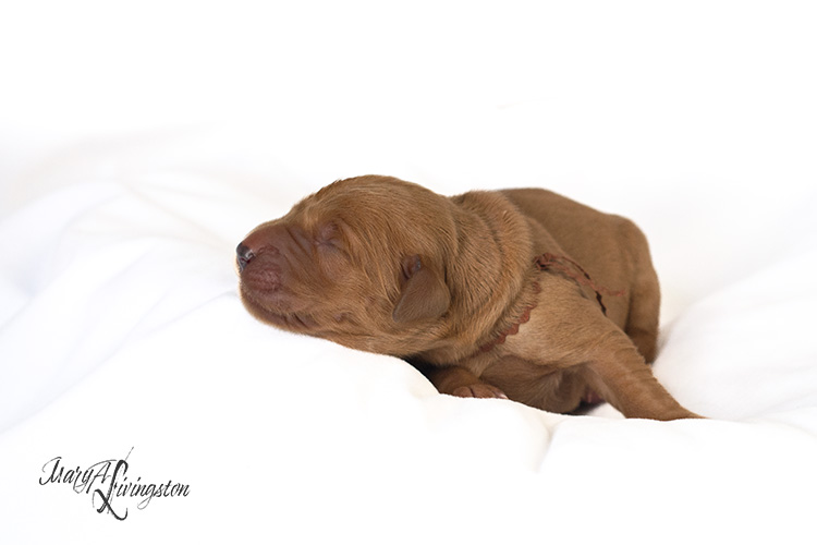 Newborn Redtail Golden Retriever puppy.