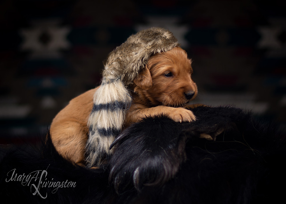 Litter of Redtail Golden Retriever puppies.