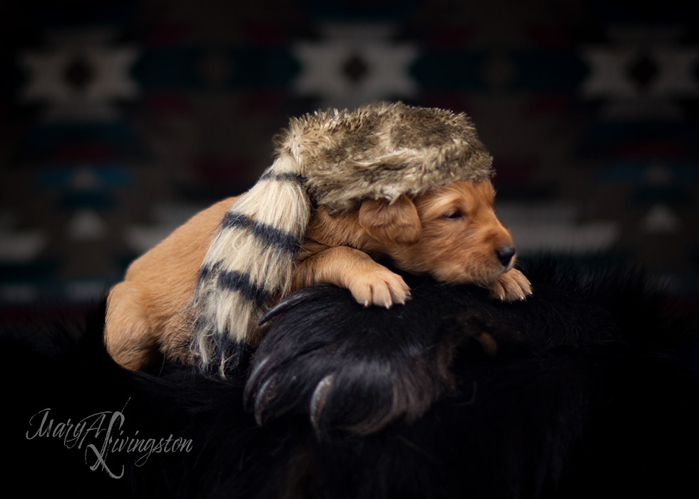 REDTAIL Golden Retriever puppy.