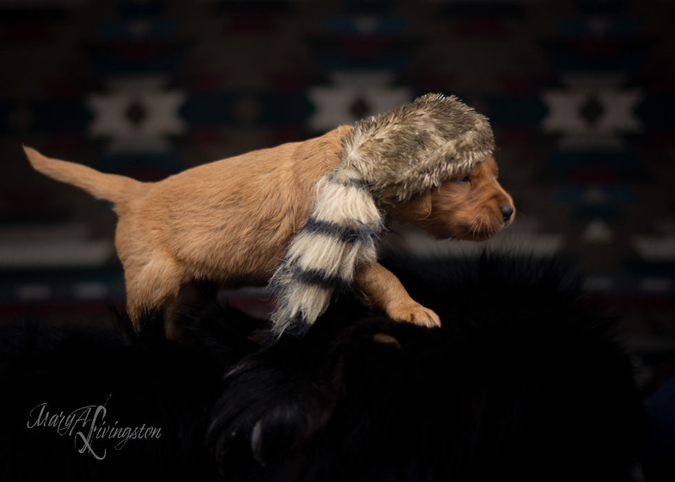 REDTAIL Golden Retriever puppy.