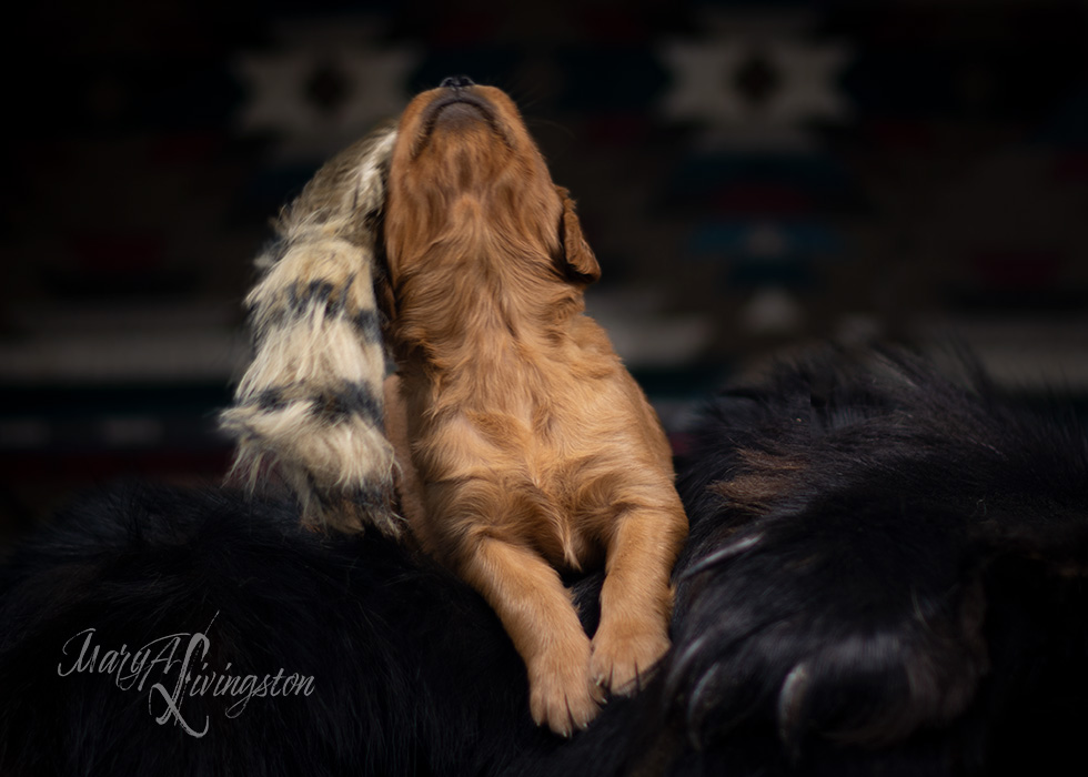 Litter of Redtail Golden Retriever puppies.