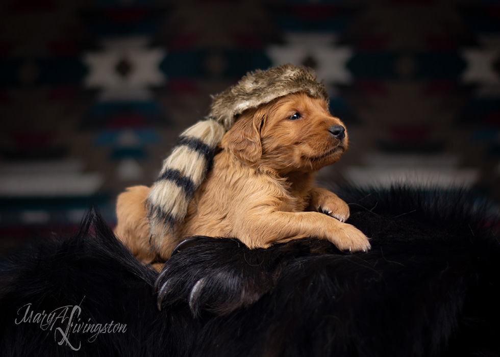 Litter of Redtail Golden Retriever puppies.