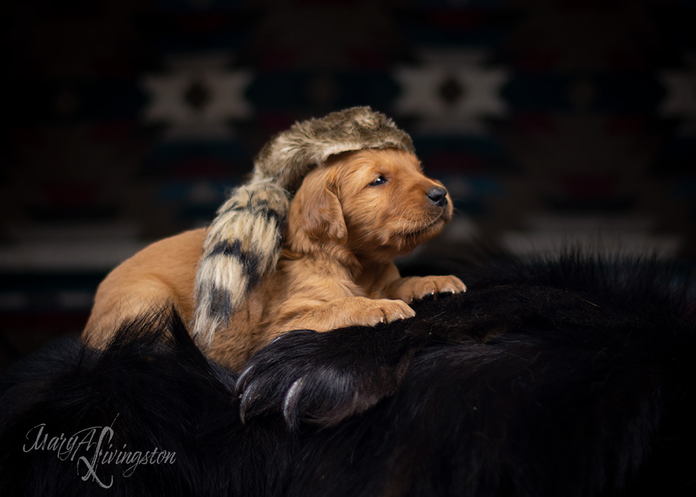 Litter of Redtail Golden Retriever puppies.