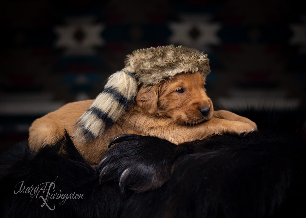 REDTAIL Golden Retriever puppy.