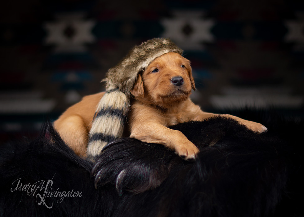 REDTAIL Golden Retriever puppy.