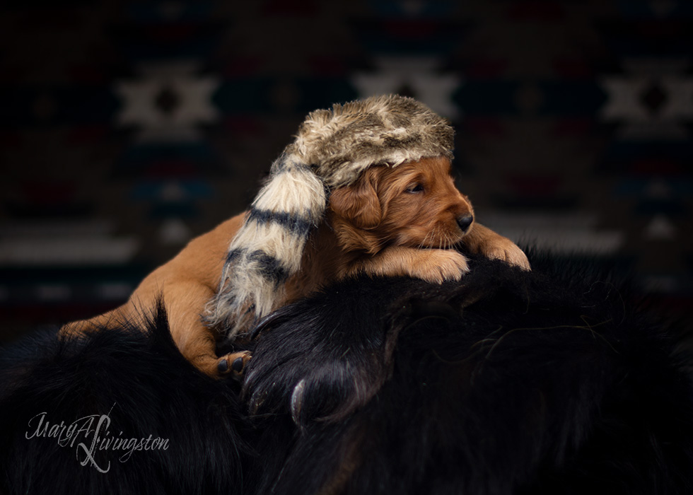 Litter of Redtail Golden Retriever puppies.