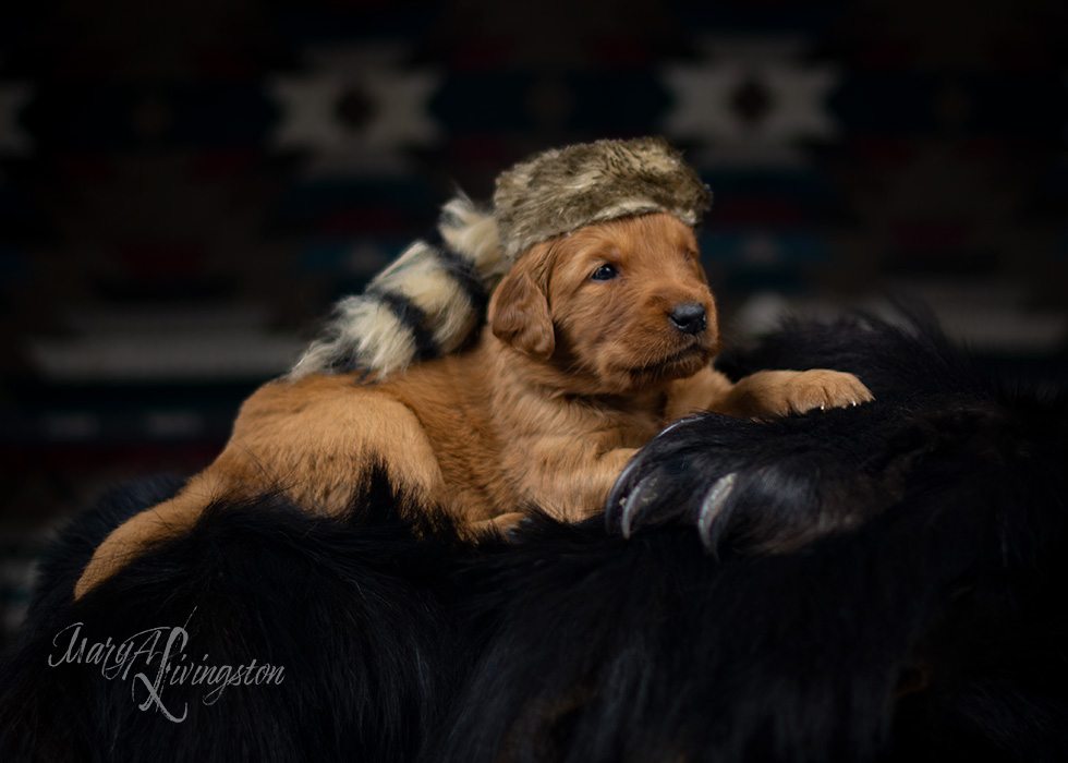 REDTAIL Golden Retriever puppy.