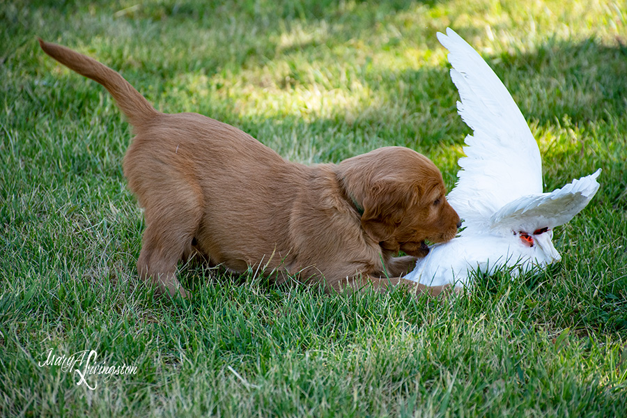 Redtail Golden Retriever puppy retrieving a pigeon.