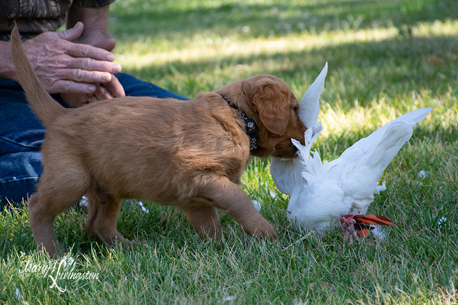 Redtail Golden Retriever puppy retrieving a pigeon.