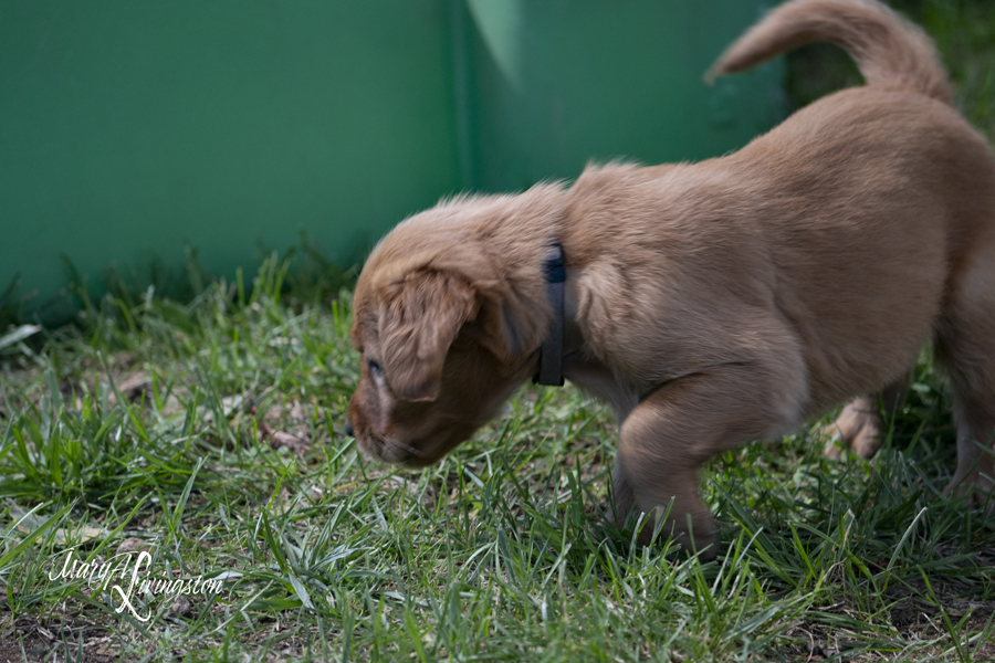 REDTAIL Golden Retriever puppy in a yard.