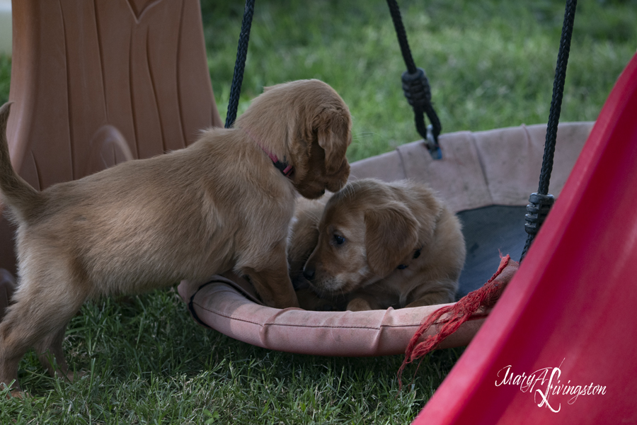 Eleven REDTAIL Golden Retriever Puppies playing on a swing.