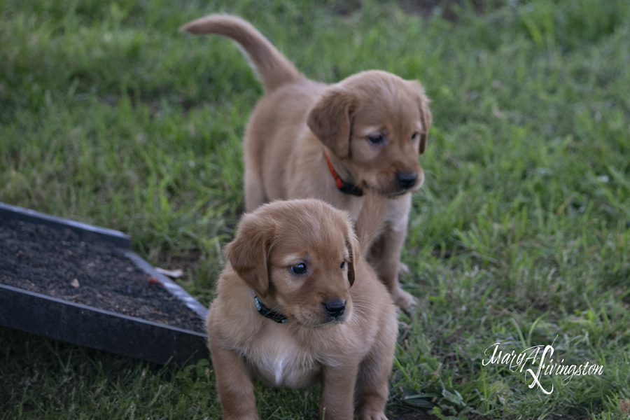 REDTAIL Golden Retriever puppies.