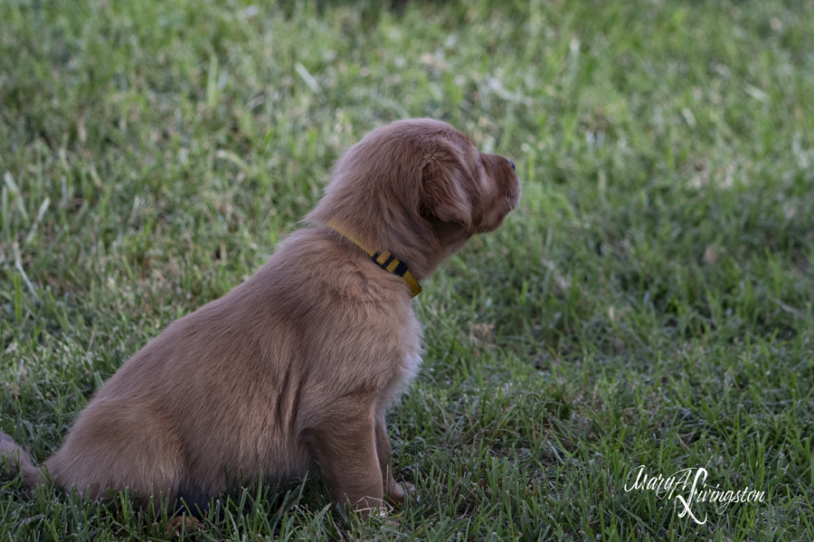 REDTAIL Golden Retriever puppy siting on the grass.
