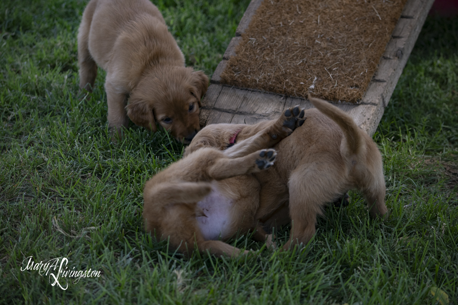 REDTAIL Golden Retriever puppies playing.