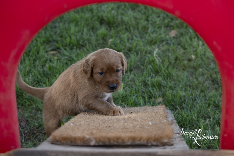REDTAIL Golden Retriever puppy in playground.