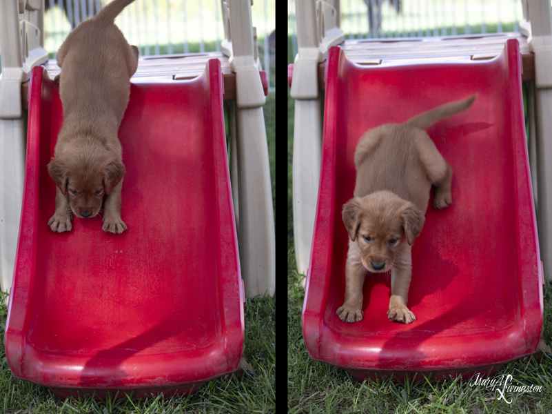 REDTAIL Golden Retriever puppy sliding down a slide.